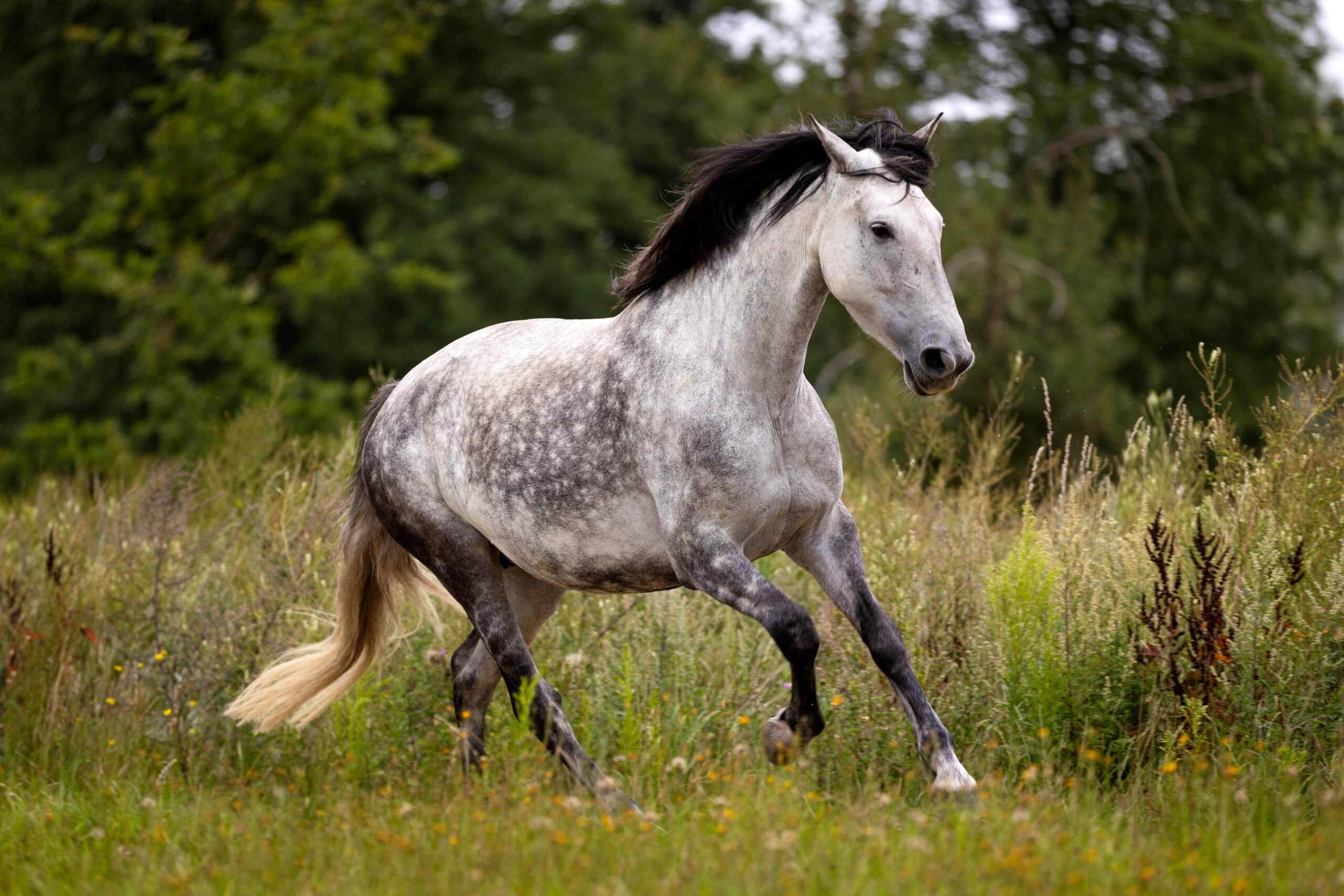 Grondwerk paard