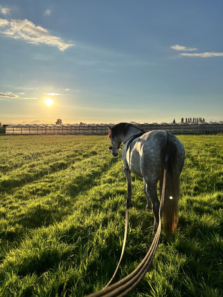 Grondwerk met paard aan dubbele lijnen